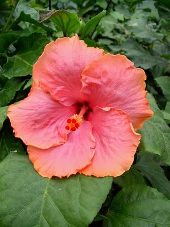 Lilly Torbert x Wallflower