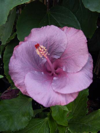 Sweet Violet x Wallflower