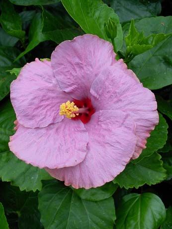 Sweet Violet x Wallflower