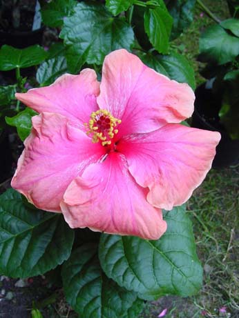 Thelma Bennel x Topaz Glory
