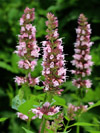 Vaste planten Agastache Linda