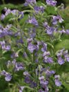 Vaste planten Nepeta faassenii Walker's Low